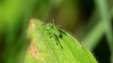 Green striped Grasshopper  on the leaf